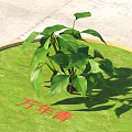 Lush Evergreen Plant With Fresh Green Leaves On Circular Grass Area