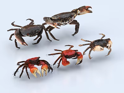Colorful Aquatic Crabs With Red And Dark Shells On White Background 3d model