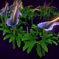 Vibrant Purple Flowers With Yellow Stamens And Green Leaves Against Dark Background