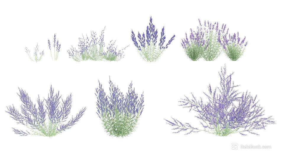 Various Lavender Plants With Purple Flowers And Green Leaves For Garden Decoration 3d model 