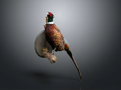 Taxidermy Pheasant Mounted on Wall with Circular Base Against Grey Background and Vibrant Feathers 3d model