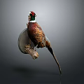Taxidermy Pheasant Mounted on Wall with Circular Base Against Grey Background and Vibrant Feathers