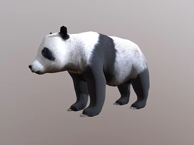 Realistic 3D Model of Standing Black and White Panda Bear in Neutral Gray Background 3d model