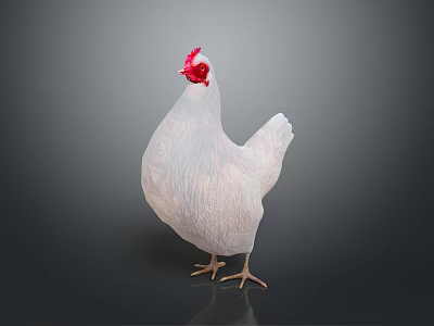 White Chicken with Red Comb Standing Gracefully on Gray Background 3d model