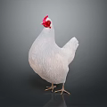 White Chicken with Red Comb Standing Gracefully on Gray Background