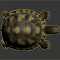 Detailed Realistic Tortoise With Yellow Brown Patterned Shell On Gray Background 3d model
