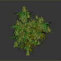 Mature Cannabis Plant With Green Leaves And Buds In Full Growth