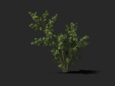Green Leafy Plant With Multiple Branches And Natural Growth In Dark Background 3d model