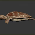 Red Sea Turtle Marine Animal With Detailed Shell Pattern And Webbed Flippers 3d model
