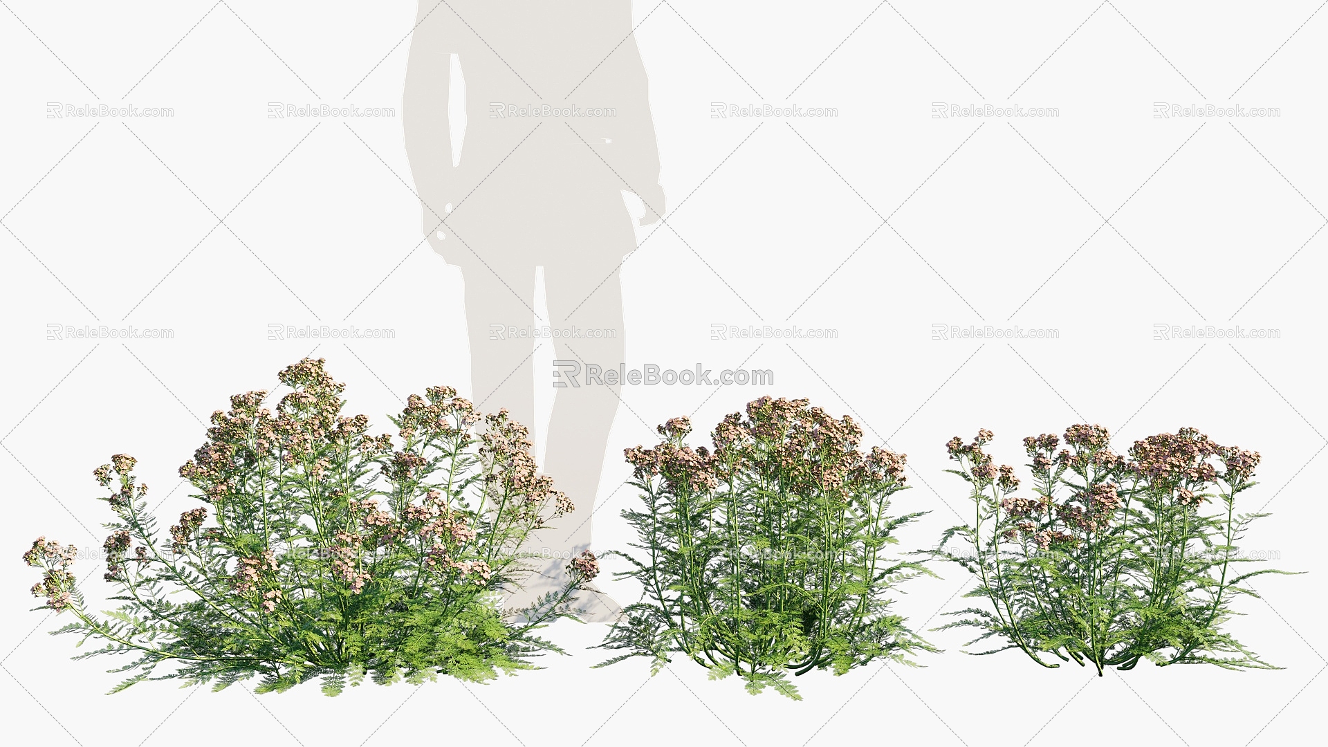 shrubs flowers flowers 3d model