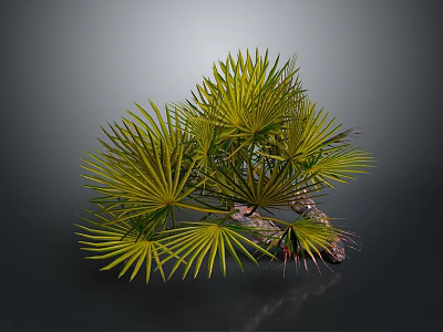 Green Fan Shaped Palm Plant With Lush Leaves And Brown Trunk 3d model
