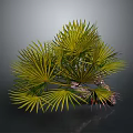 Green Fan Shaped Palm Plant With Lush Leaves And Brown Trunk