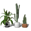 Indoor Potted Plants With Leafy Plant Tall And Small Cacti In Black White Brown Pots