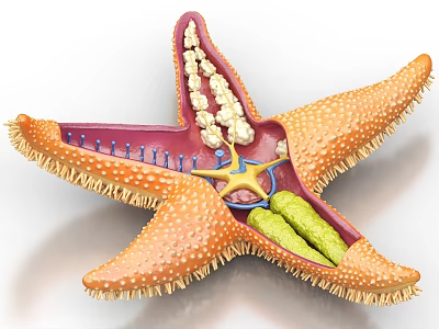 Starfish Anatomical Structure Showing Internal Organs Digestive System And Reproductive Glands 3d model