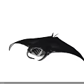 Graceful Black And White Manta Ray Swimming With Large Pectoral Fins In Ocean