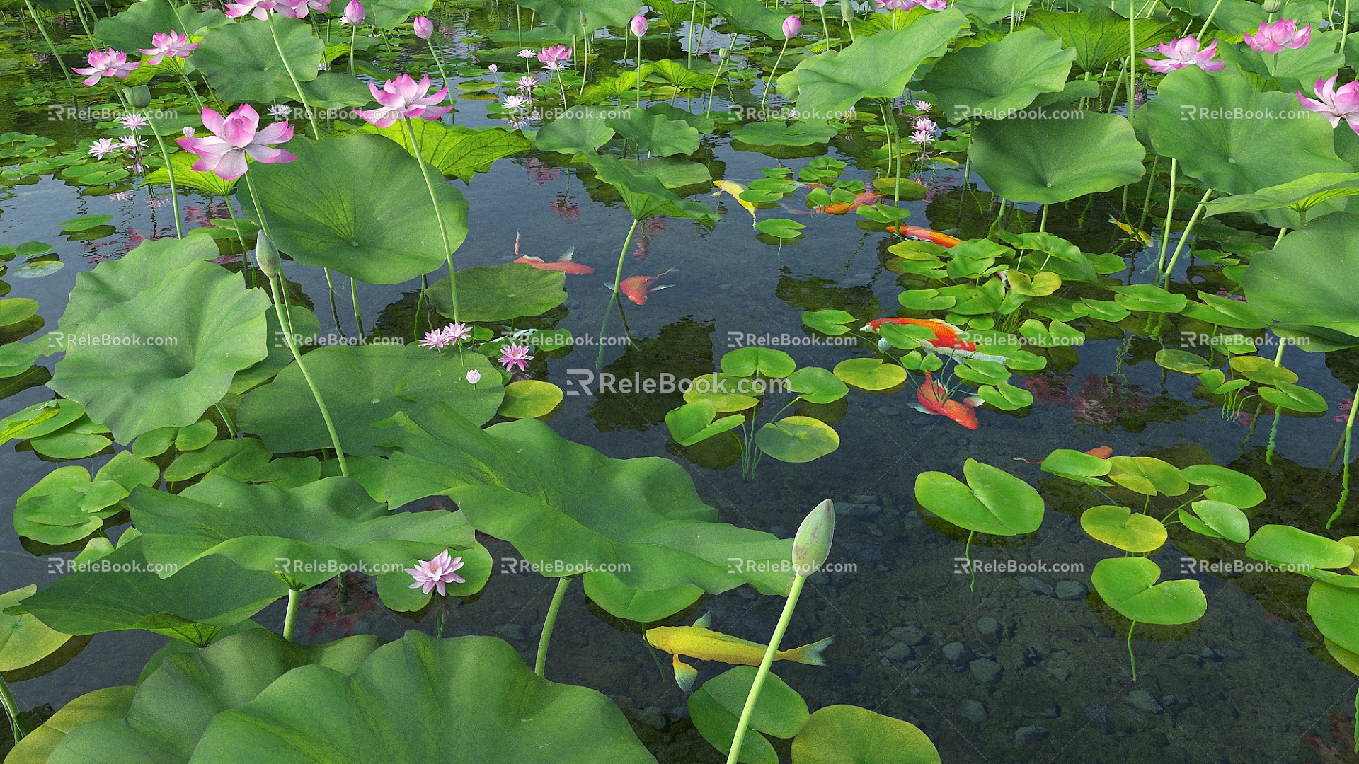 Modern Lotus Lotus Pool Koi 3d model