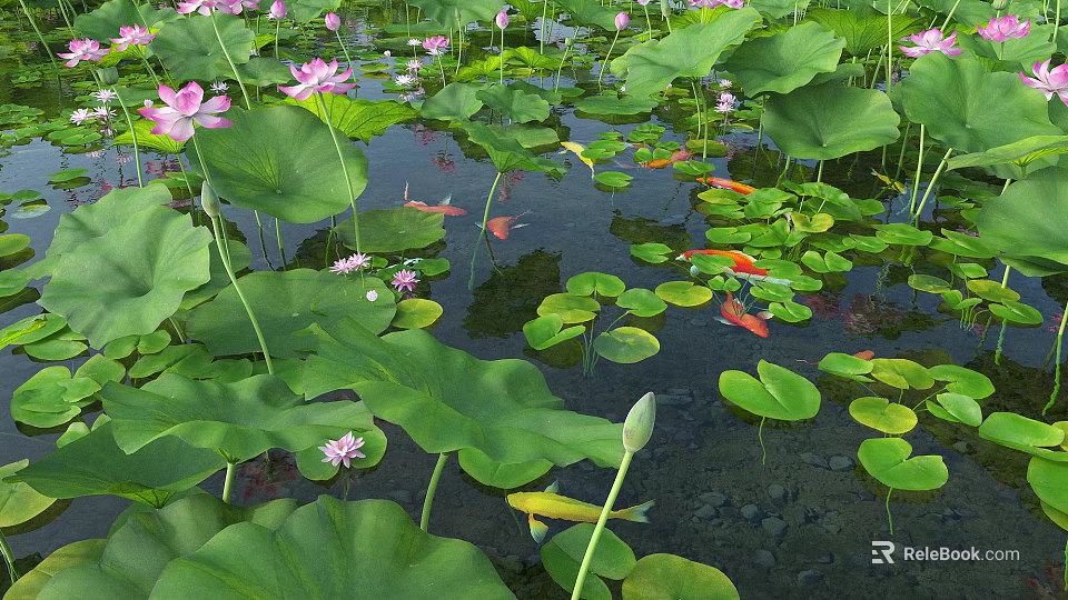 Beautiful Pink Lotus Flowers and Green Lotus Leaves in a Serene Pond with Colorful Goldfish Swimming 3d model 