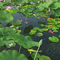 Modern Lotus Lotus Pool Koi 3d model