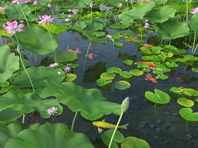 Beautiful Pink Lotus Flowers and Green Lotus Leaves in a Serene Pond with Colorful Goldfish Swimming 3d model