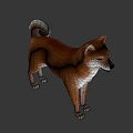 Realistic 3D Model Of Shiba Inu Dog With Brown White Coat Standing