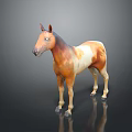 Brown And White Standing Horse Model With Shiny Black Background Reflection 3d model