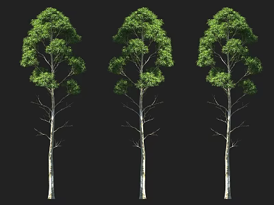 Three Tall Trees In A Row With White Trunks And Green Foliage 3d model