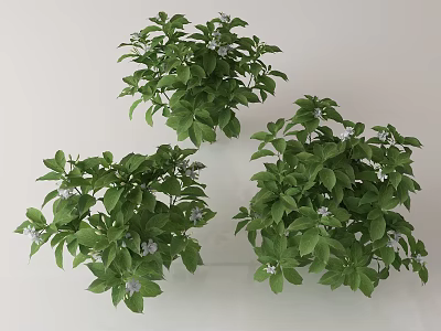 Three Potted Green Plants With Lush Leaves And Small White Flowers 3d model