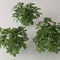 Three Potted Green Plants With Lush Leaves And Small White Flowers