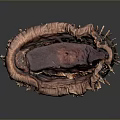 Red Sea Cucumber With Spiny Exterior And Red Internal Flesh On Dark Background