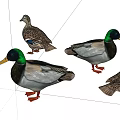 Colorful Reptiles With Green Heads Brown Bodies And Red Feet Group