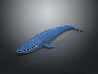Realistic Blue Whale 3D Model on Gradient Gray to Black Background 3d model
