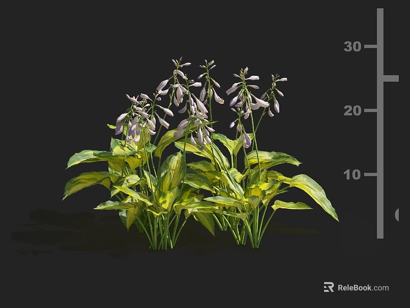 Cluster Of Herbaceous Plants With Purple Flowers Yellow Leaves And 30cm Height 3d model 