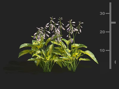 Cluster Of Herbaceous Plants With Purple Flowers Yellow Leaves And 30cm Height 3d model