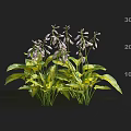 Cluster Of Herbaceous Plants With Purple Flowers Yellow Leaves And 30cm Height