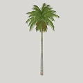 Tall Palm Tree With Green Feathery Fronds And Straight Trunk