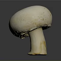 Whole Fresh Edible White Mushroom with Smooth Cap and Firm Stem