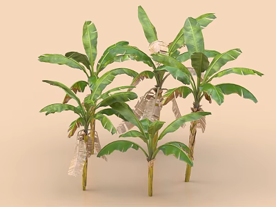 Lush Healthy Banana Trees With Large Green Leaves And Sturdy Trunks 3d model