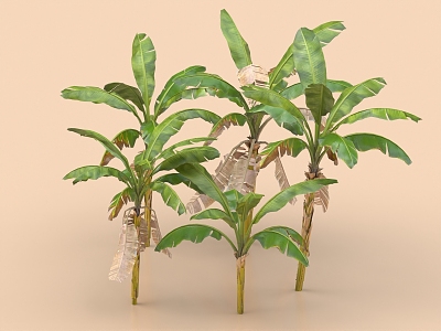 Banana Tree Plantain Tree Landscape Tree Plant Tropical Tree Tropical Plant 3d model