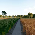 Beautiful Rural Scenery Featuring Green Golden Crops Pathway Trees and Blue Sky with White Clouds