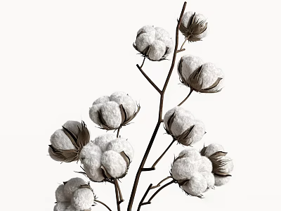 Minimalist Cotton Branches Floral Bouquet In Vase On White Natural Background 3d model