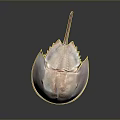 Horseshoe Crab With Pinkish White Smooth Shell Flat Body And Long Tail On Dark Background