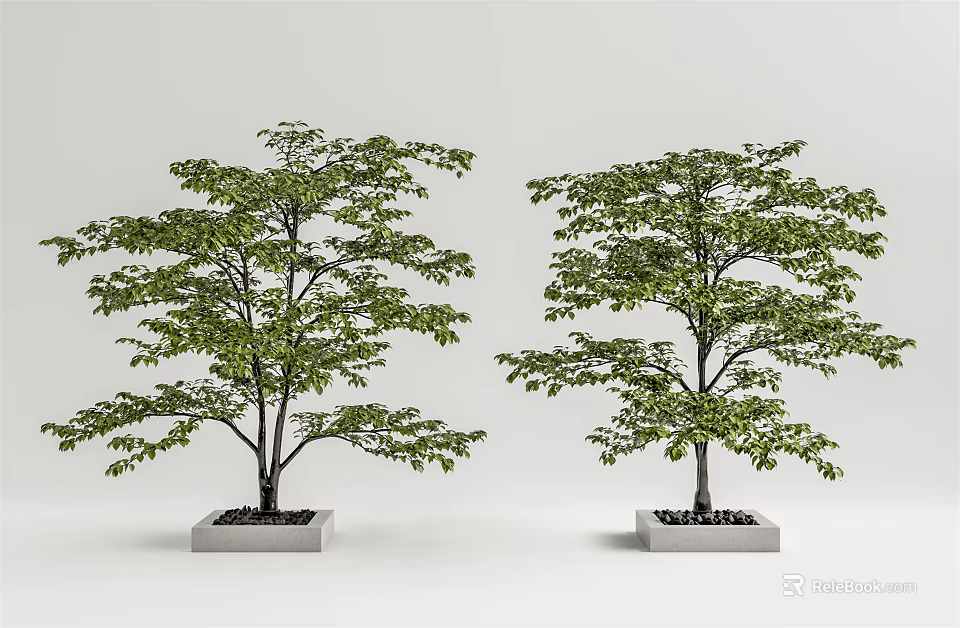 Two Outdoor Decorative Arbor Trees With Lush Green Foliage In Square Concrete Planters 3d model 