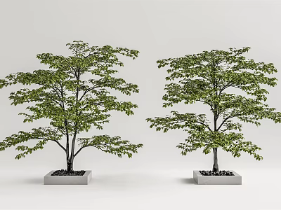 Two Outdoor Decorative Arbor Trees With Lush Green Foliage In Square Concrete Planters 3d model