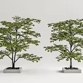 Two Outdoor Decorative Arbor Trees With Lush Green Foliage In Square Concrete Planters