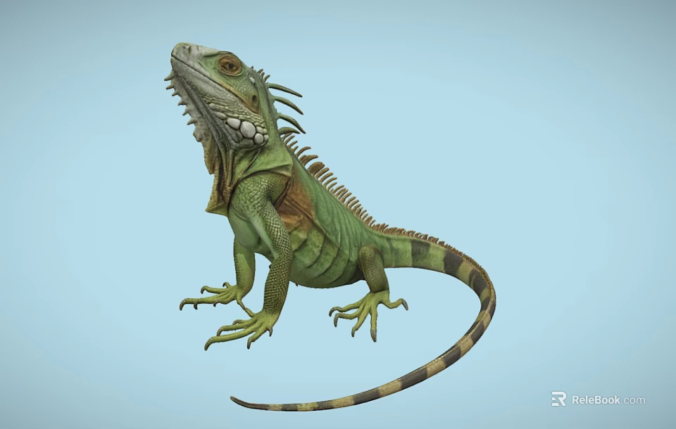 Green Iguana Reptile With Spiny Back Long Tail And Light Blue Background 3d model 