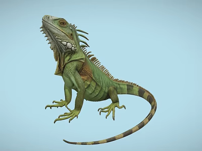 Green Iguana Reptile With Spiny Back Long Tail And Light Blue Background 3d model