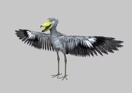 Whalehead Stork Fowl Bird Animal Endangered Species Bird Animal 3d model