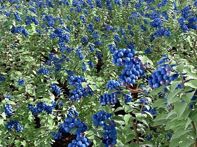 Arbor With Plentiful Blue Berries And Lush Green Leaves Growing In Garden 3d model