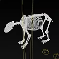 Detailed 3D Model of Bear Skeleton Anatomical Structure Isolated on White Background