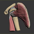 Human Knee Anatomical Structure 3D Model Displaying Muscles Ligaments And Bones